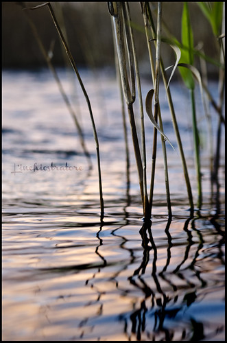 sunset color reflection nature water grass nikon tramonto natura roberto acqua colori salento bambu lecce riflesso giusto d5100 inchiostratore linchiostratore