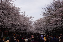 2012 上野桜まつり