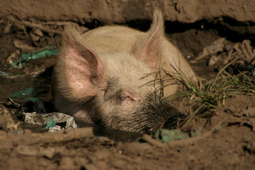 A pig from Western Kenya