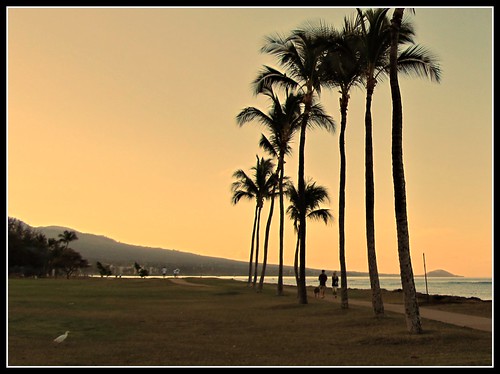 tree sunrise hawaii maui palm kihei