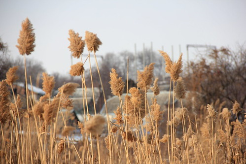 winter reed wind canoneos550d canonefs18135mmf3556is