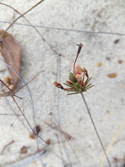 Stylidium repens (Matted Triggerplant), Talbot Road Bushland, Western Australia