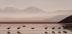 Flamingos at Laguna Santa Rosa