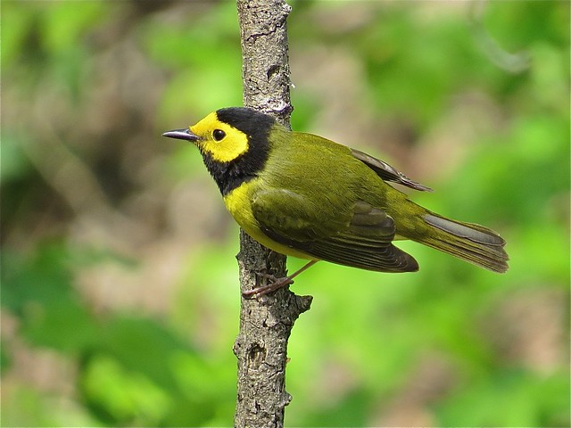Hooded Warbler at Ewing Park in Bloomington, IL 02