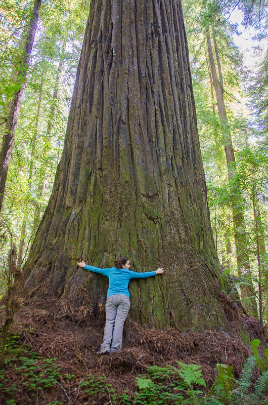 Avenue of the Giants - Humboldt Redwoods