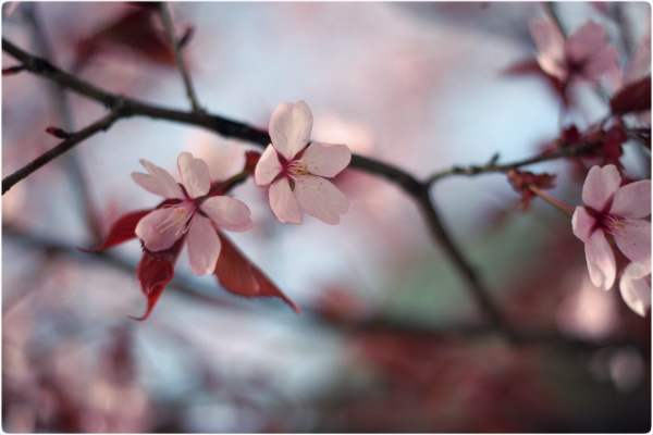 Cherry blossoms II