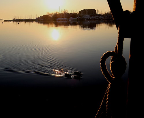 morning water sunshine sunrise canon pier dock flat ducks rope calm annapolis