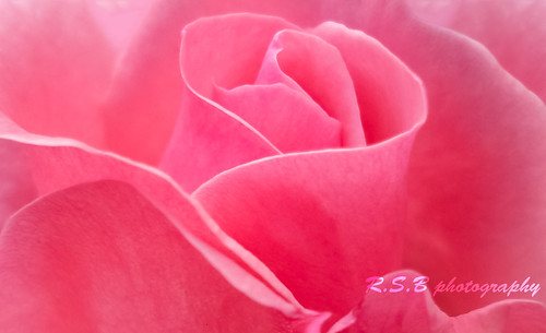 pink flower love college beautiful rose young rosa kit bud budding singh rishabh kec kumaon bisht engneering dwarahat btkit