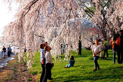 Always Stunning, The Cherry Blossoms