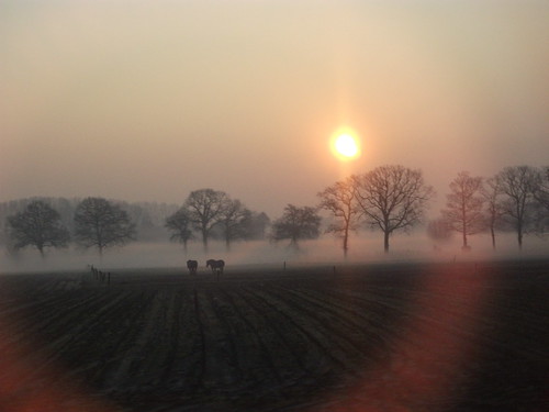 morning horses mist nature sunrise landscape early sping