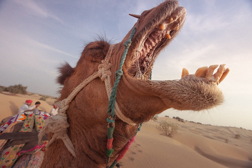 sunset india spring sand desert yawn camel jaisalmer thar rajasthan 2012 samdunes
