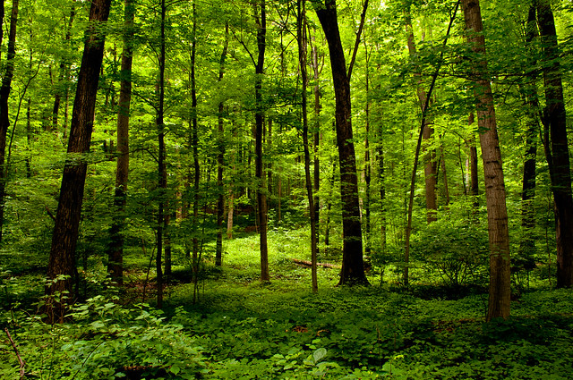 the sacred grove | Flickr - Photo Sharing!