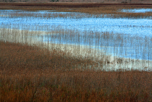 texas marsh np hockley marshgrass harriscounty freshwatermarsh warrenlake wyojones katyparirie katyparirieconservency