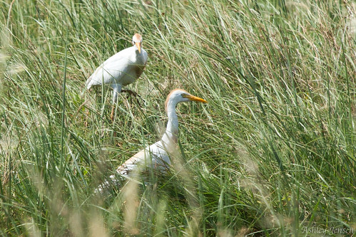 cattle south ibis egret dakota nwr sandlake bubulcus