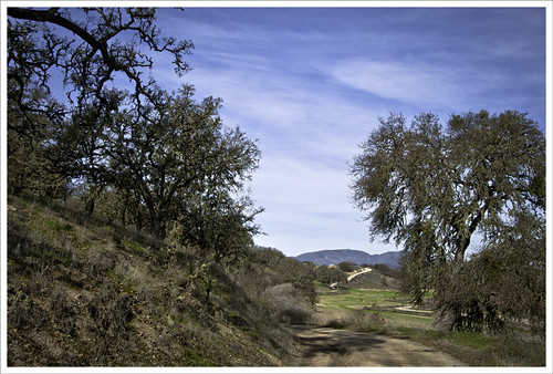 california trees sky landscape karith alongjolonroad