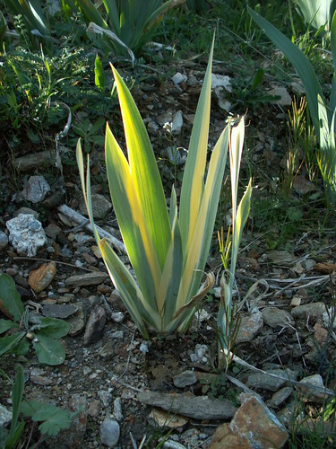 Iris pallida aureovariegata