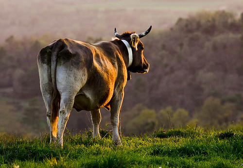 sunset sol nature animal cow dusk think thinker catalonia catalunya pensar cataluña vache vaca posta vespre osona katalonien tarda catalogne tard pensativa perafita lluçanés refleccionar