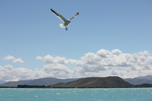 blue bird water landscape seagull canterbury hills southisland ohau lakebenmore