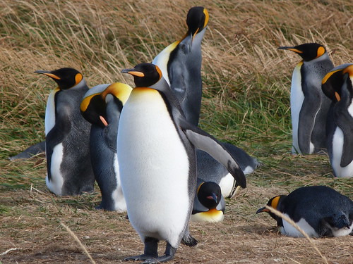 Pingüinos Rey en Tierra del Fuego