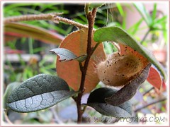 Olene mendosa (Brown Tussock Moth) spun its cocoon on our Pink Loropetalum plant