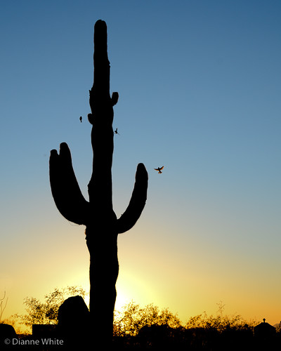 blue sunset arizona birds silhouette yellow landscape desert tucson saguaro nikond7000 ©diannewhite