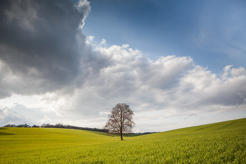 tree landscape spring hertfordshire lonetree nettleden