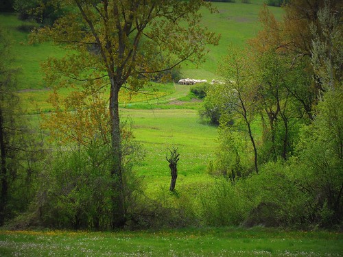 italy field landscape countryside italia farm piemonte pasture paesaggio pecore campi langa prati pascoli fattoria pascolo paroldo cebana bronzetta