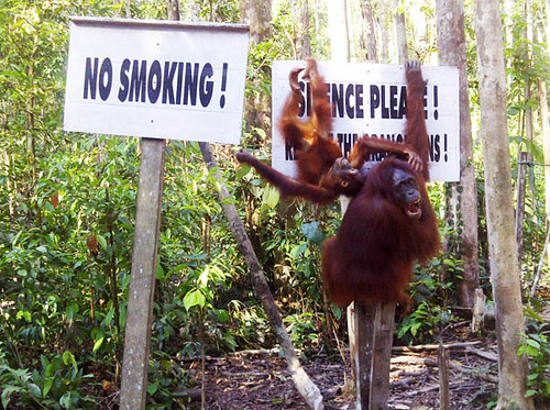 Respect The Camp Leakey Orangutans!