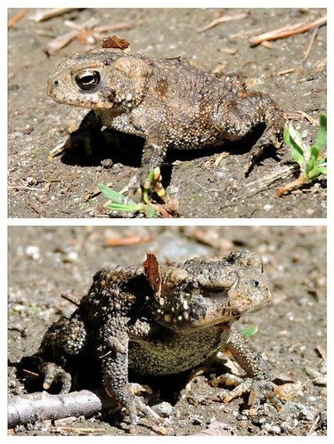 American Toad