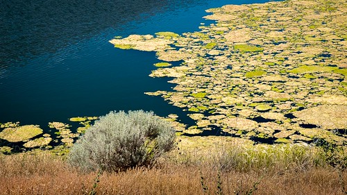 lake desert easternwashington algea columbianwr seeplake