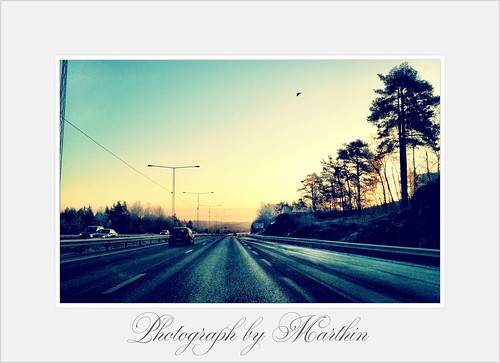 bird sunrise motorway stockholm morningsun