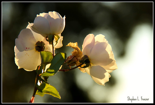 california usa white flower beautiful northerncalifornia rose canon photography oakland photo petals photographer unitedstates image blossom bokeh picture roos photograph sanfranciscobayarea bayarea eastbay backlit norcal alamedacounty drie fluers 60d canoneos60d