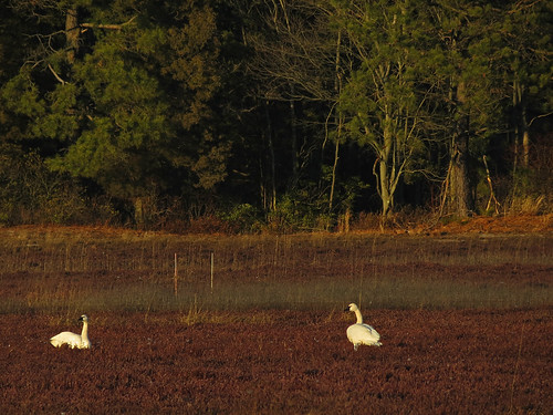 sunset bird swan nj cranberries bog pinebarrens burlingtoncounty tundraswan byrnestateforest reevesbog