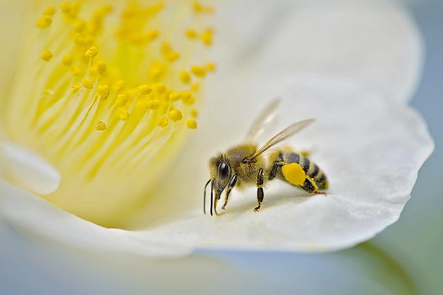 Spring Bee - Mindblowing Macro Photography