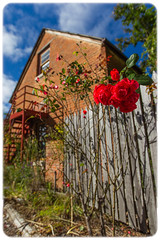 Red Roses of Uralla