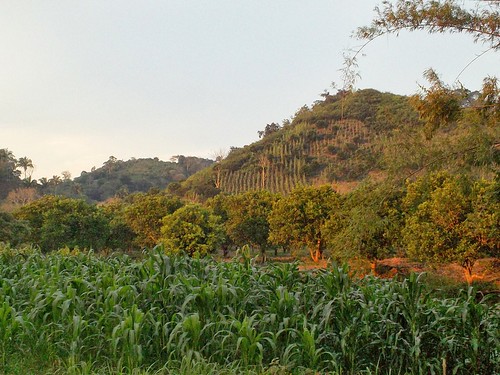 terrain rural mexico cornfield hills veracruz rugged orangegrove tuxpan ilobsterit