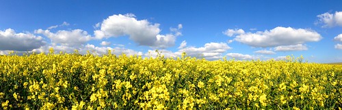 blue panorama field yellow clouds landscape countryside pano country seed bluesky oil iphone oilseedrape fluffyclouds iphoneography