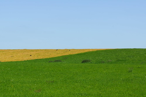 blue field landscape