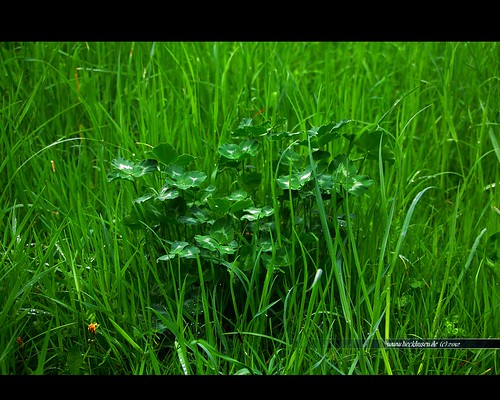 color green nature up grass germany deutschland day close meadow wiese gras clover botanica braunschweig klee riddagshausen