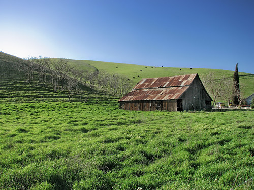 green barn rural cattle cows alamedacounty livermorevalley colliercanyonrd