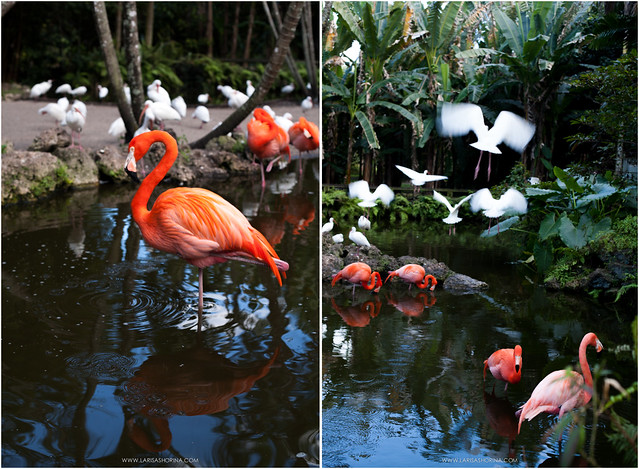 Flamingo Gardens // Miami
