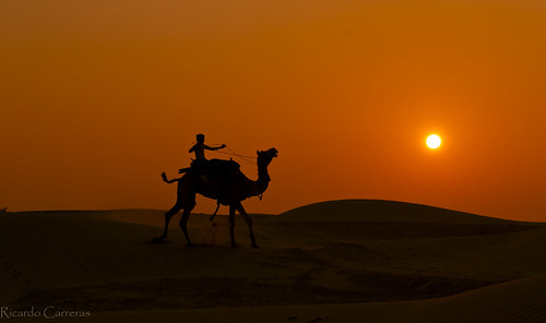 sunset india desert camel jaisalmer rajasthan