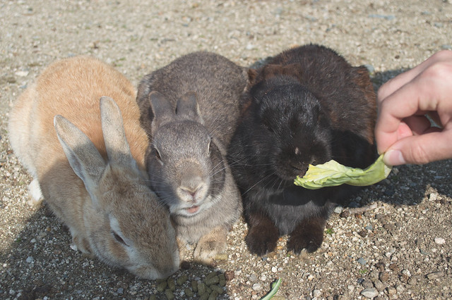 okunoshima rabbits