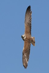 falco cherrug