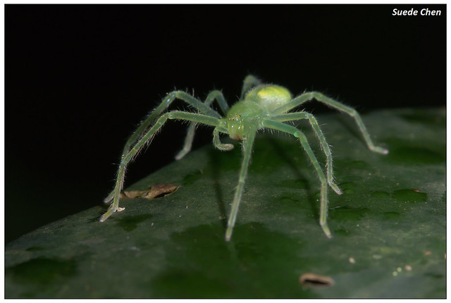 綠色小眼高腳蛛 Micrommata virescens