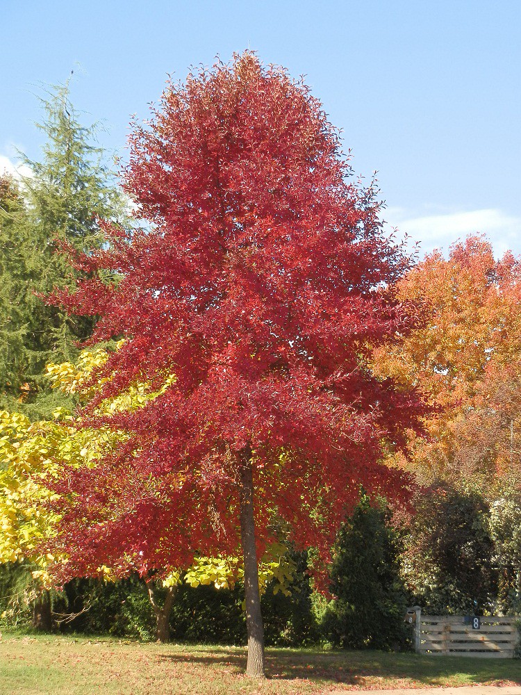 Autumn Colours, Bright, Victoria