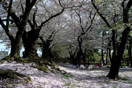 road street wood roof flower tree water japan spring petal sakura leicax1