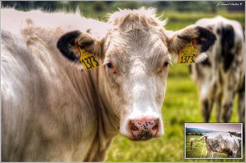 cow farming farmlife ewwgross d5100