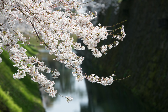 金沢城公園の春