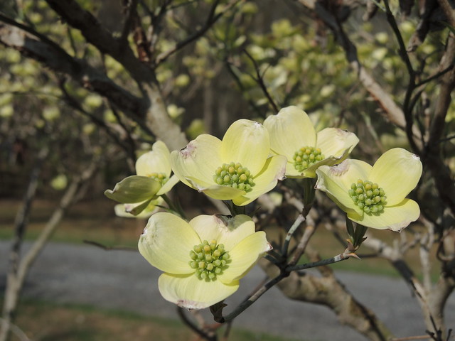 Dogwoods throughout the park will bloom in Spring.